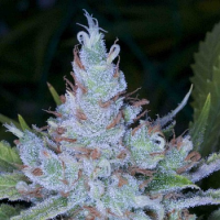 Archive Seeds Memory Loss Regular