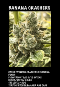 Banana Crasher - Feminized - Black Farm Genetix