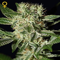 Green House Seeds Ladyburn 1974 Feminised