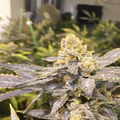 Orange Big Bud - Feminized - CBD Seeds