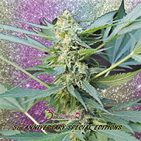 Dr Krippling Seeds Mango Chutney Auto Feminized