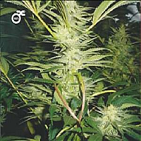 Medical Seeds White Widow Feminized