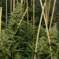 Pheno Finder Seeds Lemon Bubble Feminized