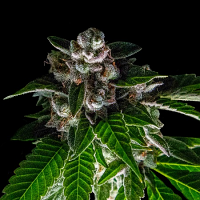 DNA Genetics Seeds Bakers Delight (Sorbet Collection) Feminized