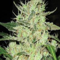 Super Strains Next of Kin Feminized
