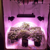 Purple Caper Seeds CBD Mix Regular