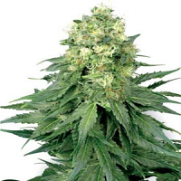 White Label Seed Company White Widow Feminized