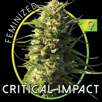 Vision Seeds Critical Impact Feminized