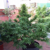 Flash Seeds Jamaican Berry Super Auto Feminized