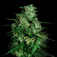VIP Seeds Northern Delights Auto Feminised
