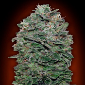Somango - Feminized - OO Seeds