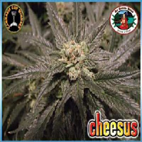 Big Buddha Seeds Cheesus Feminized
