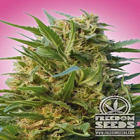 Freedom Seeds Section 6 Feminised