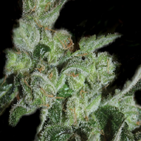 Kera Seeds Pineapple Sativa Feminized