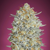 Gelato #33 - Feminized - Advanced Seeds