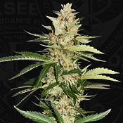 Banana Candy Krush - Feminized - TH Seeds
