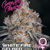 White Fire Gelato - Feminized - Growers Choice