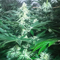 Masonrie Seeds Strawberry Syrup Regular