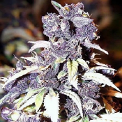 The Blue Wizard - Feminized - Bulk Seeds Premium