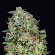 Don White Widow - Feminized - Don Avalanche Seeds