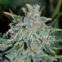 Delicious Seeds Northern Light Blue Auto Feminized 