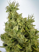 Ministry of Cannabis Seeds Auto Mandarin Haze Feminized