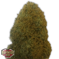 Heavyweight Seeds Champion Feminized