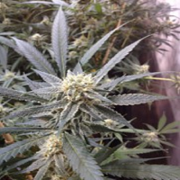 Reserva Privada Seeds Strawberry Banana Feminized