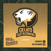Gelato Fast - Feminized - BlimBurn