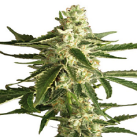 White Label Seed Company White Diesel Haze Automatic Feminised