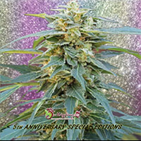 Dr Krippling Seeds D.K. Won Feminized