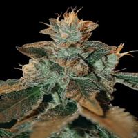 Cataract Kush – Feminized – DNA Genetics