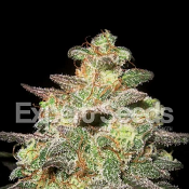 Caramella Auto – Feminized – Expert Seeds