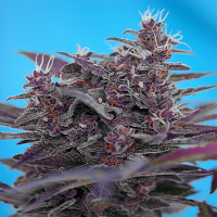 Sweet Seeds Black Cream Auto Feminized