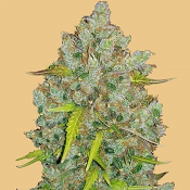Original Auto BubbleGum - Feminized - Fast Buds