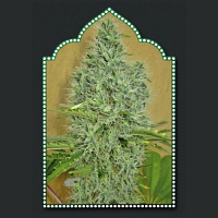OO Seeds Auto Afghan Mass Feminised