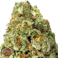 Heavyweight Seeds Turbo Bud Auto Feminized 