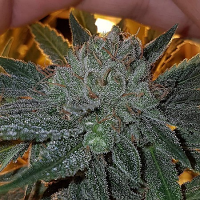 Connoisseur Genetics Seeds Dead Chem Head Feminized