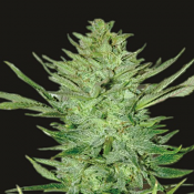 Headlights Kush Auto - Feminized - Emerald Triangle Seeds