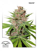 Dutch Passion Seeds Passion Fruit® Feminized
