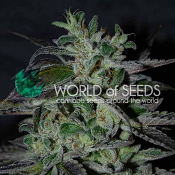 Strawberry Blue Early Version - Feminized - World of Seeds