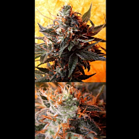 Delta 9 Labs Seeds Double Kush Regular