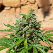 Cheese Exodus - Feminized – Garden of Green