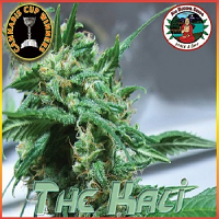 Big Buddha Seeds The Kali Feminized