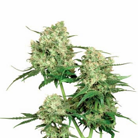 Maple Leaf Indica – Regular – Sensi Seeds