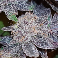 Connoisseur Genetics Seeds Strawberry N Mango Feminized