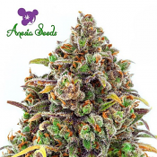 Haze Queen - Feminized - Anesia Seeds