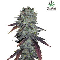 Fastberry Auto – Feminized – Fast Buds
