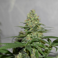 Pot Valley Seeds Masters N’ Crime Regular