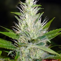 Medical Seeds Malakoff Feminized